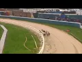 Greyhound Chases Rabbit Off Track then Dives into the Pond at Gold Cup Henlow April 2018