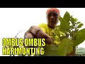 Download Lagu OMBUS OMBUS HARIMONTING | JEJAK SI GUNDUL