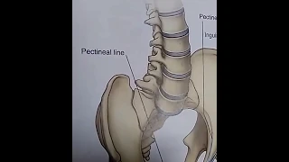 Lacunar Cooper ligament