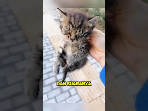 Hidupnya Berubah Setelah Bertemu Wanita Baik.