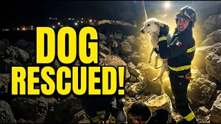Firefighters rescue stray dog trapped in harbor rocks in Calabria, Italy