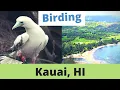Guide to Birding Kauai Hawaii Boobies Honeycreepers Tropicbirds and More February 2023