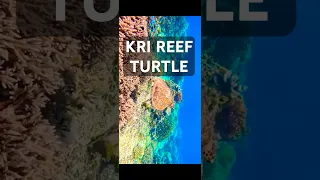 KRI reef turtle
