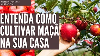 Entenda Como Cultivar Maçã em Casa