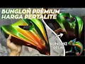 Download Lagu CAT BUNGLON PUTIH // ORANGE GOLD GREEN
