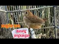 Download Lagu suara panggilan ampuh burung jongkangan mh