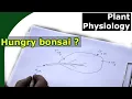 What is good bonsai fertilizer Understand N P K Mg Ca Fe S