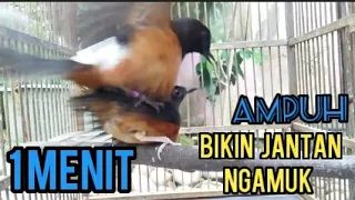 Download AMPUH..!! MURAI BATU KAWIN BIKIN jantan ngamuk gacor seketika dgn suara murai batu kawin.BIRD SONG MP3