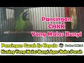 Download Lagu PANCINGAN KHUSUS CUCAK IJO KEPALA KUNING YANG MALAS BUNYI AGAR BUKA PARUH