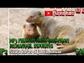 Download Lagu mp3 pikatan  anak garangan memanggil induknya.