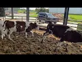 Giliam - 12 Montbeliarde x Steer Calves