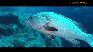 video_image