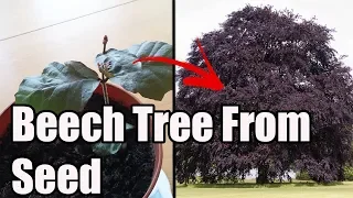 How To Grow Copper Beech From