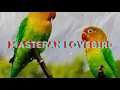 Download Lagu Masteran Lovebird Suara Walet