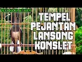 Download Lagu PANCINGAN KACER BETINA MEMANGGIL JANTAN.choè than hót đấu mái.chòe than hót giọng rừng cực căng.