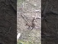 Download Lagu Bull Elk Breeding Each Other? #elk #bull #elkhunting #deer #breeding #nature