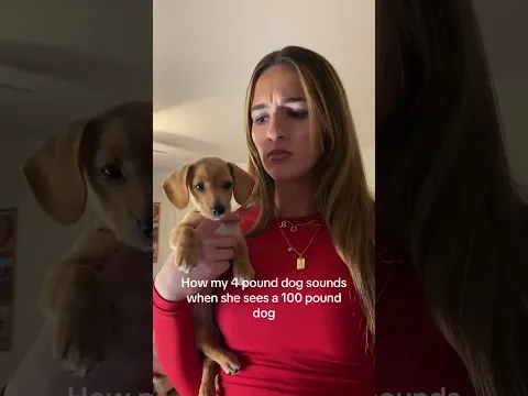 She’ll learn one day…#relatable#puppy#tinydog#fyp#minidschshund