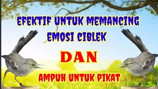 Download Suara CIBLEK TARUNG untuk pikat dan Pancingan MP3