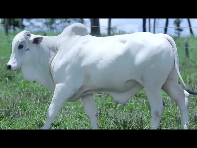 Garrote Nelore OCT - 258