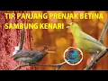 Download Lagu prenjak betina tir panjang sambung kenari (plus) fly catcher bird