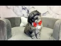 Miniature Poodle M at Furry Babies Portage
