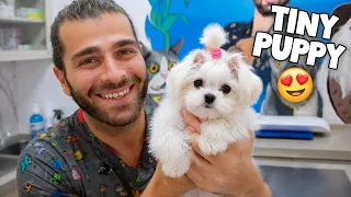 SADECE 900 GRAM! 😍 Minik Yavru Köpeğin Aşıya Tepkisine Bakın! 😂