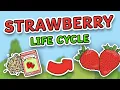 Life Cycle of a Strawberry Plant Strawberry Life Cycle Science for Kids