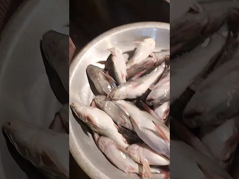 পদ্মা নদীর টাটকা রিটা মাছ।