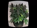 Today s Weed GIF