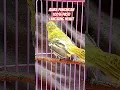 Download Lagu Cipoh Gacor Juaranya Pancingan Bikin Burung Cipoh Diam 100% Pasti Langsung Nyaut#sirtugacor #Shorts