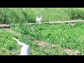 Download Lagu Baby Girl Is Being Raised By Six German Shepherds | The Dodos, aay