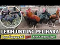 Download Lagu UNTUNG PELIHARA AYAM KAMPUNG ASLI ATAU AYAM KAMPUNG SUPER ?