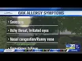 Oak pollen main culprit for seasonal allergies this time of year CW39 HOUSTON
