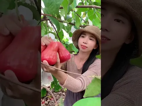 Enjoy beautiful nature with rural life 416# MP Fresh #fruit #countrylife #farming #garden