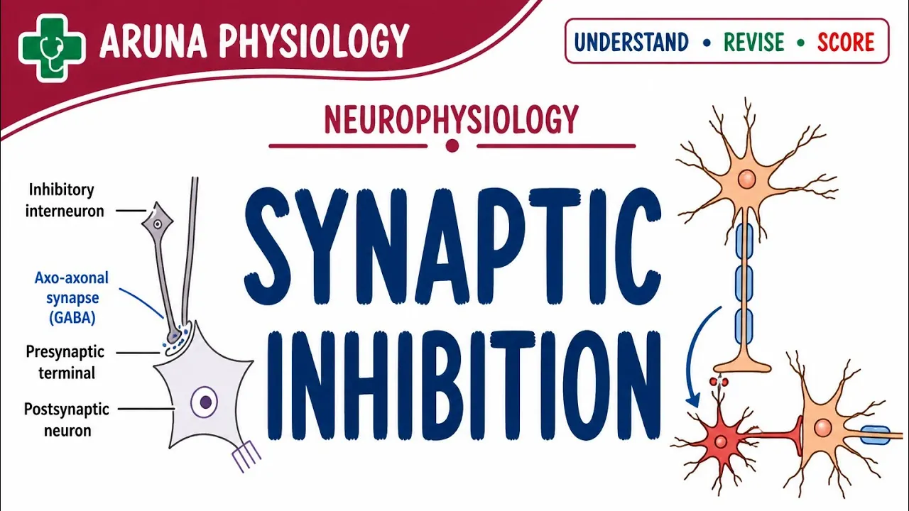 Synaptic Inhibition MBBS PHYSIOLOGY