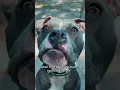 Download Lagu She won't wait for my 6am alarm! #fyp #dogs #funny #trend #viral #bullymix