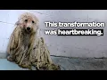 From Abandoned to Adored Poodle Rescues
