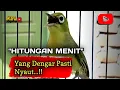 Lagu CIAK CIAK JOSS KECIAL KUNING AMPUH||PANCINGAN KECIAL MALAS BUNYI||