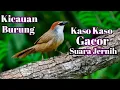 Download Lagu Kicauan Burung Kaso Kaso Gacor Suara Jernih#Masteranburungkasokaso#Burungkasokaso#Kasokasogacor