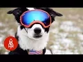 Download Meet the Dog Protecting Planes From Bird Strikes mp4 3gp mp3 videos - waplic