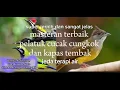 Download Lagu masteran terbaik pelatuk bawang cucak cungkok dan kapas tembak super jernih