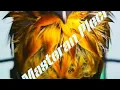 Download Lagu Masteran Pleci Tembakan Lovebird !!! Masteran Pleci G12 ...