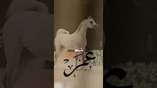 شيله باسم عمر 2025 شيله مدح عمر ـ اداء فهد العيباني شيله عمر شيله مدح عمر 