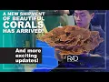 Download Lagu A NEW SHIPMENT OF BEAUTIFUL CORALS HAS ARRIVED! AND MORE UPDATES ON VERY EXCITING PROJECTS. BY RAD.