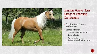 AQHA Transfer Report Guide