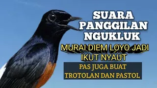 Download KICAUAN MURAI BATU bikin NYAUT ikut BUNYI GACOR NGEPLONG BONGKAR ISIAN ¦ PANCINGAN MURAI MP3