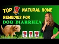 Top 3 Natural HOME Remedies For Dog Diarrhea - Holistic Vet Advice