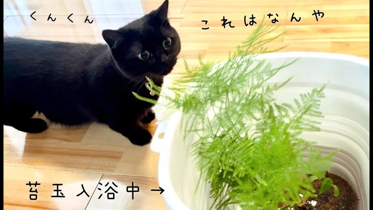初めて苔玉を近くで見た黒猫さんの反応がかわいい