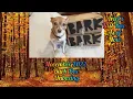 November 2022 Bark Box Unboxing Last Box