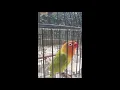Download Lagu Lovebird Ngetik Ngekek Durasi 1 Menit Up